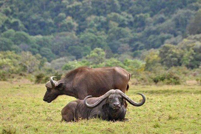 5 Days Budget Private Safari, Tanzania - Day 1 Tarangire National Park, baobabs and elephant herds