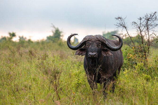 5 Days Budget Safari in Tanzania - Day 2 to Serengeti: a long, bumpy road that buys you prime plains time
