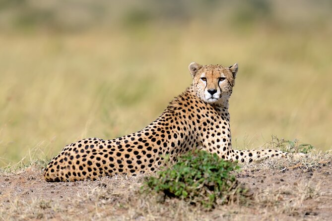 5 Days Budget Safari in Tanzania - Day 3 sunrise Serengeti at 6 am, then Ngorongoro at night