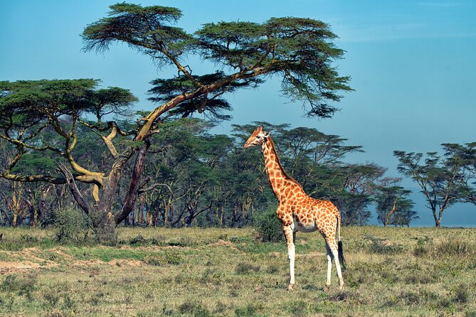 5 Days Budget Safari in Tanzania - Day 4 Ngorongoro Crater: early descent, possible black rhino, and Hippo Lake choices