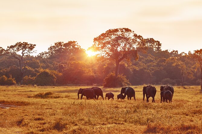 5 Days Budget Safari in Tanzania - Day 5 Lake Manyara: short drive, flamingos, and the tree-climbing-lions country