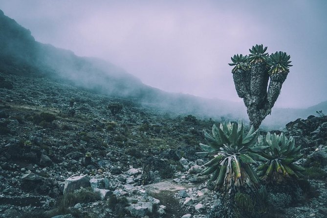 5 Days cheapest Kilimanjaro Marangu Route - Day 3: To the saddle between Kibo and Mawenzi, then Kibo Hut