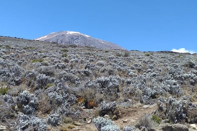 5 Days Climbing Mount Kilimanjaro Marangu Route - Day 4: summit night to Gilman’s Point, then Uhuru Peak and down to Horombo