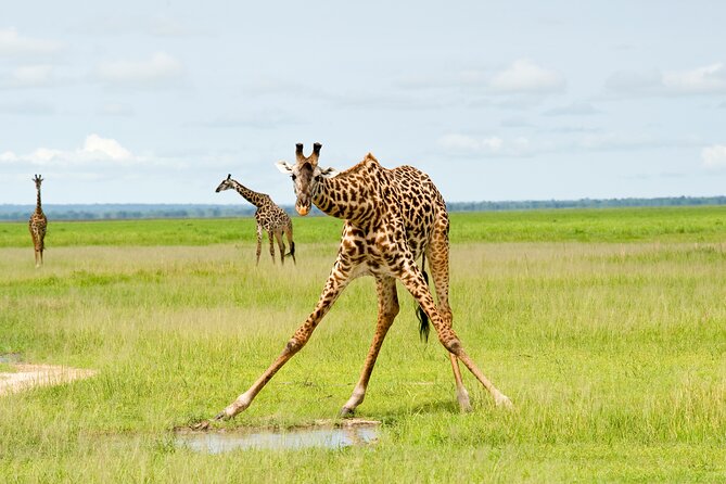 5 Days Comfort Safari in Tanzania - Key Highlights You’ll Feel Immediately