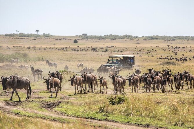 5 Days Exclusive Camping Adventure in Northern Tanzania - Day 1 Tarangire National Park: Baobabs, Elephants, and the First Big Hits