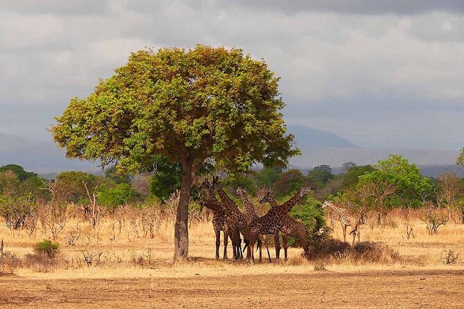 5 Days Fantastic Tanzania Lodge Safaris - Entering Tanzania by Way of Arusha and a 5-Park Plan