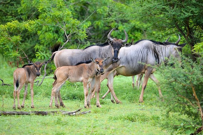5 Days Fantastic Tanzania Lodge Safaris - Price and What $2,552 Really Buys You