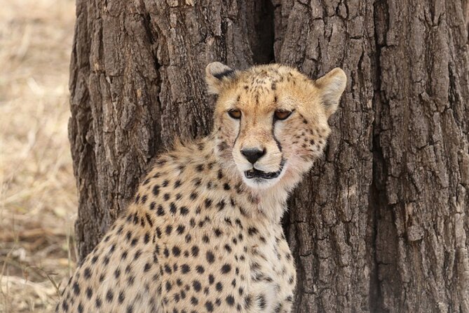 5 Days Fantastic Tanzania Lodge Safaris - Day 1: Tarangire National Park for Elephants and Baobab Country