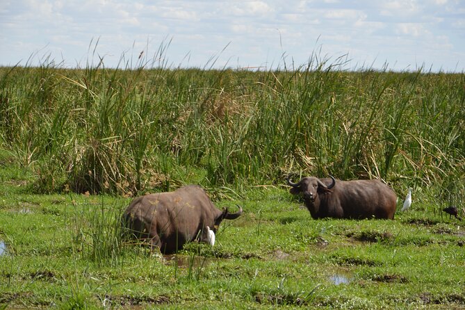 5 Days Group Camping Safari - A Smart Route From Arusha: How the 5-Day Loop Works