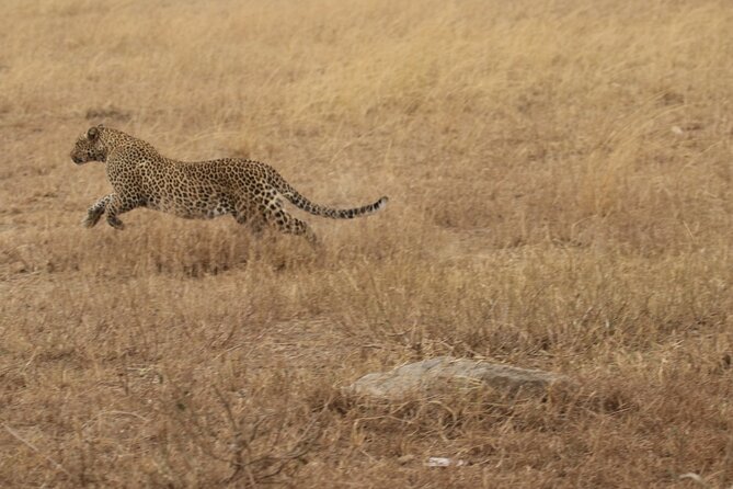 5 Days Group Camping Safari - Day 3 Serengeti: Seronera Plains and a Classic Afternoon Game Drive
