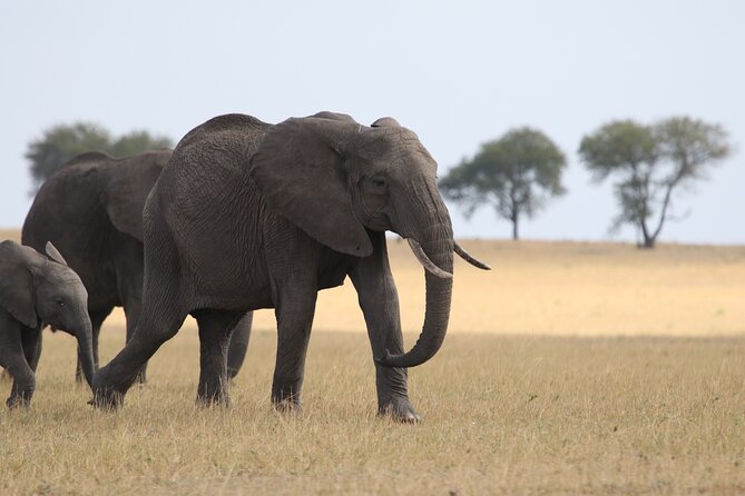 5 Days Group Camping Safari - Day 5 Ngorongoro Crater Descent: Over 600 Meters and Predator Potential