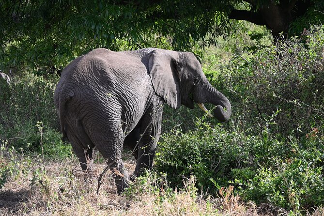5 Days Group Camping Safari - Camping Safari Reality Check: Tents, Comfort, and Meals That Matter