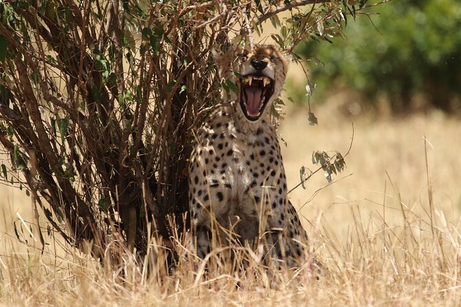 5 Days Group Camping Safari - Guides Make the Difference: What You Gain Beyond Spotting Animals