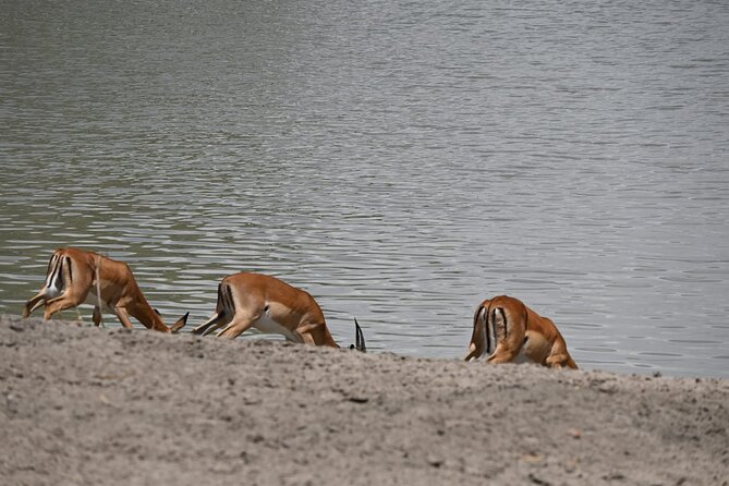 5 Days Group Camping Safari - Tarangire National Park: elephants and baobabs first