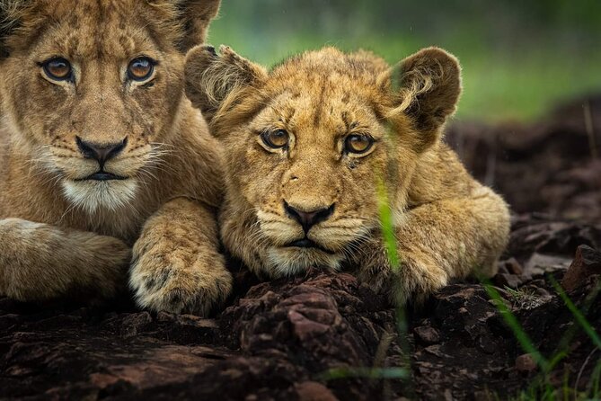 5-Days Lake Manyara, Serengeti, Ngorongoro Crater and Tarangire - How this 5-park safari route keeps your time practical