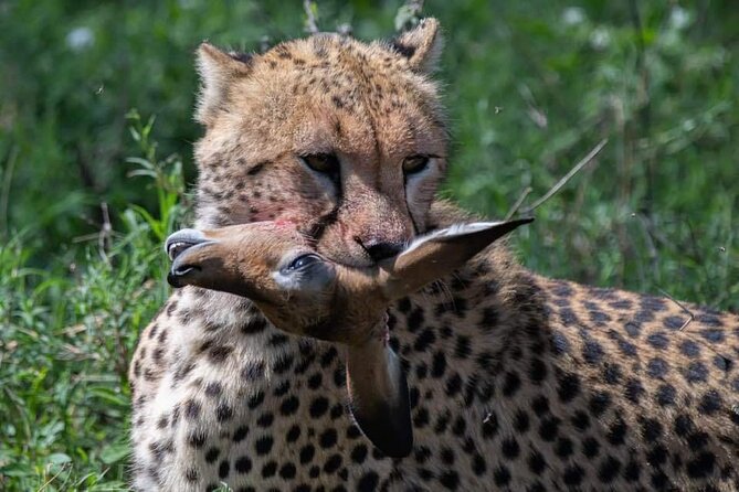 5-Days Lake Manyara, Serengeti, Ngorongoro Crater and Tarangire - Day 2 and Day 3 Serengeti: Seronera focus and real time for predators