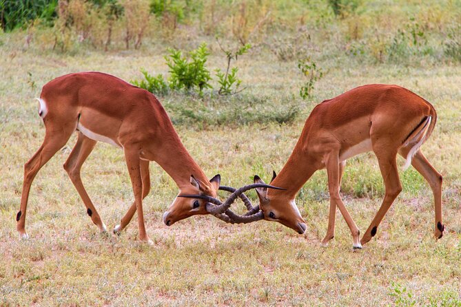 5 Days Lodge Luxury: A Taste of Tanzania Safari - Price and What You’re Really Buying for $2,693