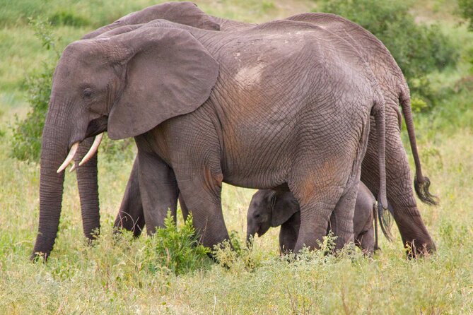 5 Days Lodge Luxury: A Taste of Tanzania Safari - Day 3 Ngorongoro Crater: The 610-Meter Descent and the Big 5 Odds