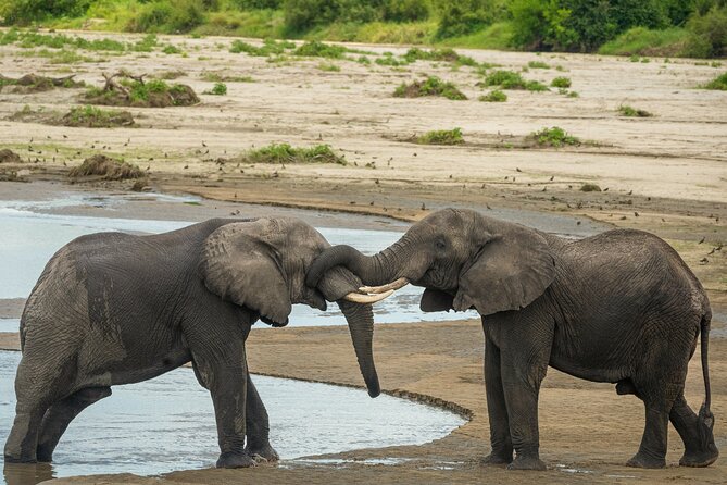 5 Days Lodge Luxury: A Taste of Tanzania Safari - Day 4 Lake Manyara: Tree-Climbing Lions on the Rift Valley Edge
