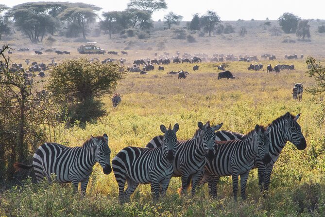 5 Days Lodge Luxury: A Taste of Tanzania Safari - Maasai People Cultural Time: Learning Traditions Through Real People