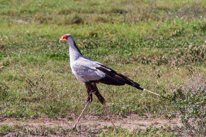 5 Days Lodge Luxury: A Taste of Tanzania Safari - A Private Safari Rhythm: How Comfort, Timing, and Distance Work