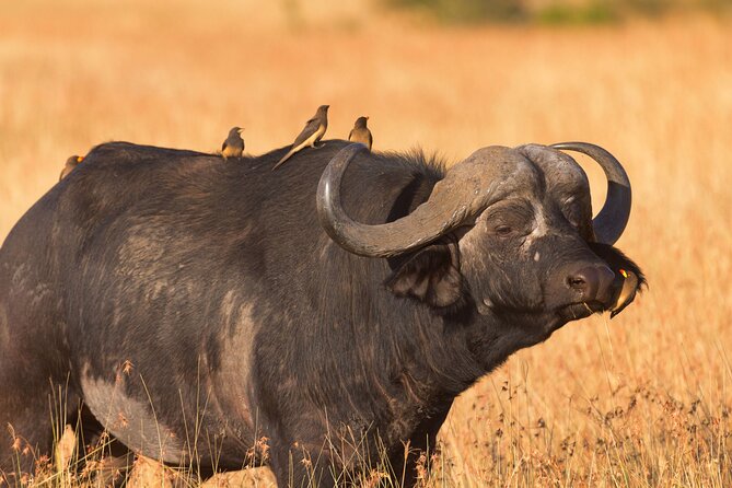 5 Days Lodge Luxury: A Taste of Tanzania Safari - Day 2 Tarangire National Park: Elephants, Baobabs, and Dry-Season Dust