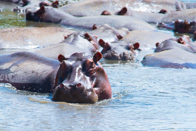 5 Days Lodge Safari. - Three parks in five days: the value of a tight Northern Circuit loop
