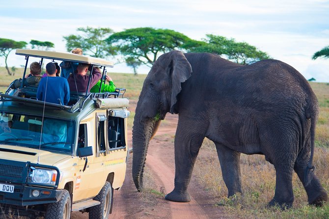 5 Days Lodge Safari. - Full day Serengeti game drive: use the seasons to predict herd movement