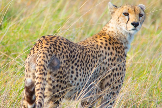 5 Days Lodge Safari. - Ngorongoro Conservation Area approach: crater views start before you even go down