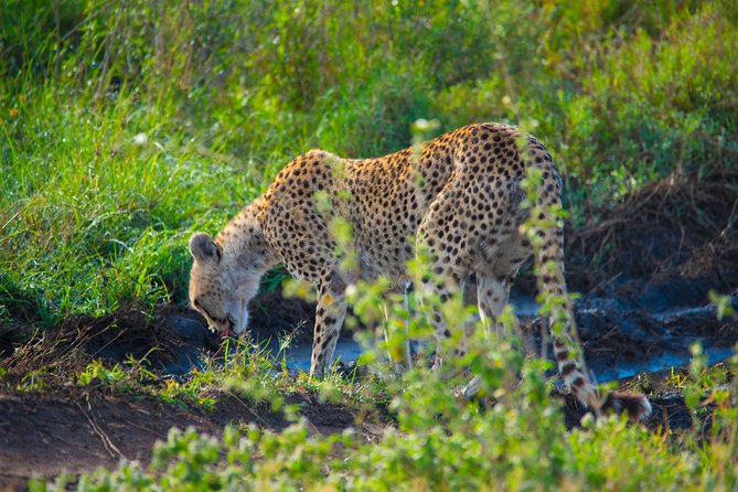 5 Days Lodge Safari. - Price and logistics: what $2,309.54 buys you, and what you must plan for