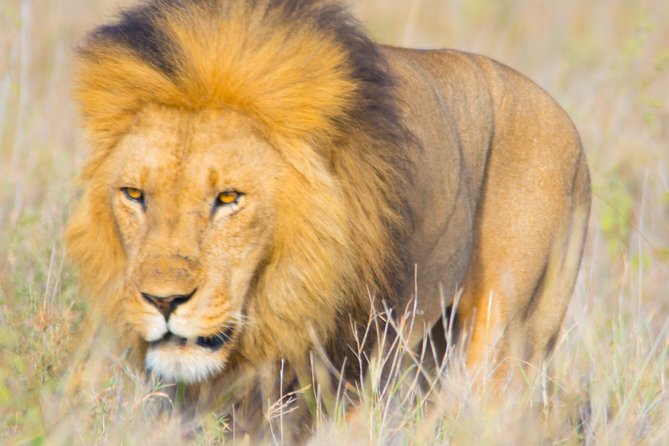 5 Days Lodge Safari. - The small-group setup: max 2 travelers can change how your days feel