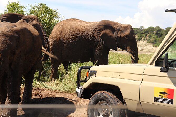 5 Days Lodge Safari - Tarangire, Serengeti, Ngorongoro & Manyara - Northern Tanzania in 5 days, the Big Animal Route