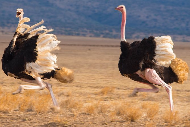5 Days Lodge Safari. - Day 1 at Lake Manyara: flamingos, tree-climbing lions, and an open-roof advantage