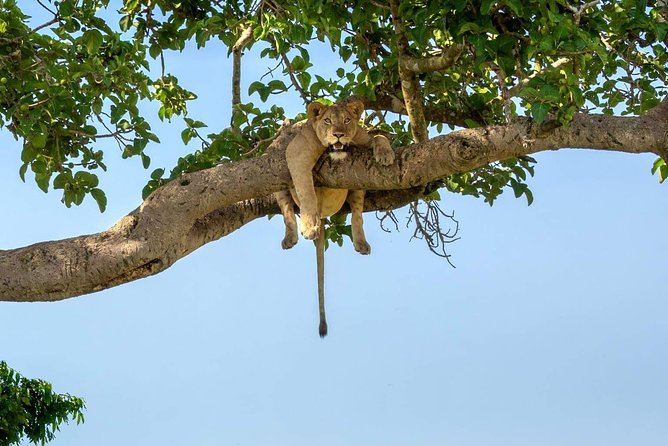 5 Days Luxury Lodge Safari Tour Tanzania - Why This 5-Day Safari Route Works So Well