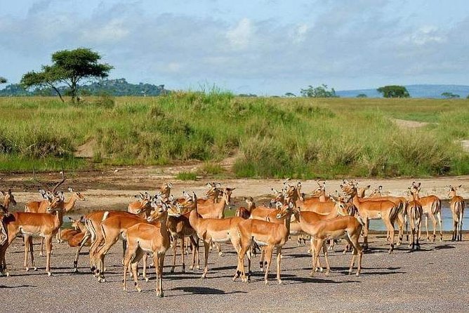 5 Days Luxury Lodge Safari Tour Tanzania - Day 3: The 6:00 AM Serengeti Morning Drive and Bird Spotting Time