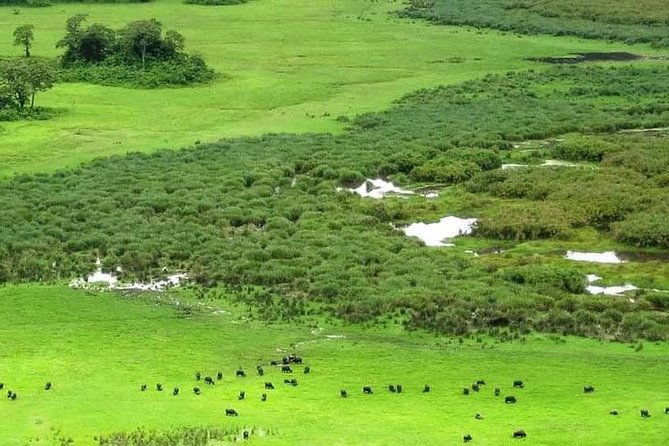 5 Days Luxury Lodge Safari Tour Tanzania - Day 4: Ngorongoro Crater Day, Naabi Hill Gate Again, and Sopa Lodge Night