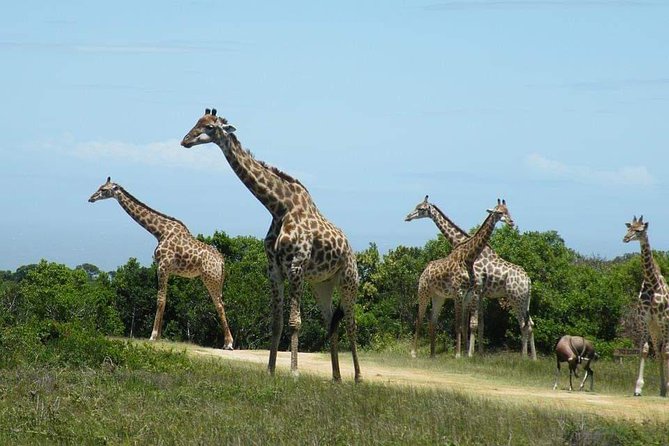 5 Days Luxury Lodge Safari Tour Tanzania - What You Can Learn From the Guides, Not Just the Sights