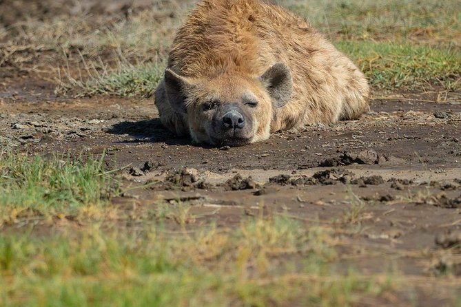5 Days Luxury Lodge Safari Tour Tanzania - Arusha Pick-Up, Timing, and The Small Group Advantage