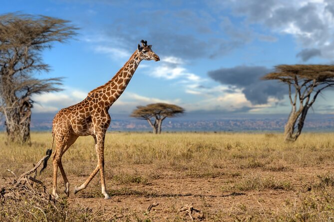 5 Days Mid-Range Group Safari with Accommodation - Key highlights you will feel on the ground