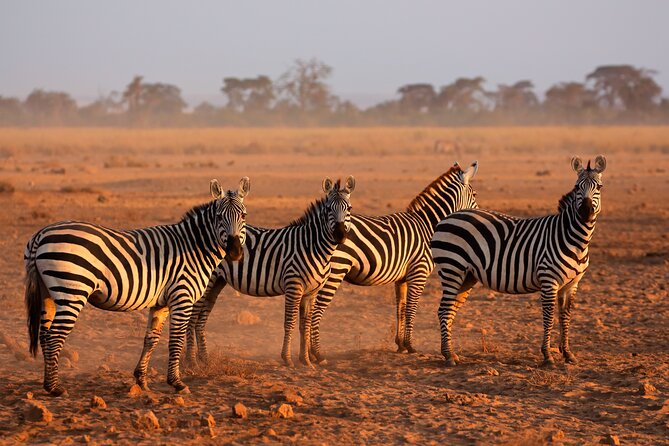 5 Days Mid-Range Group Safari with Accommodation - Small-group guiding with lots of eyes on the road