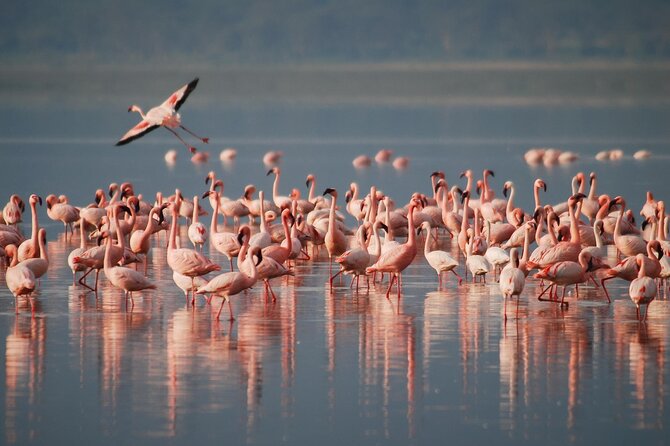 5 Days Northern Tanzania Safari- Lodging - Key things worth knowing before you go