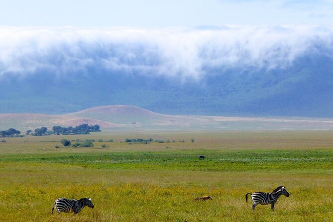 5 Days Northern Tanzania Safari- Lodging - Tarangire National Park: baobabs, birding, and game near water