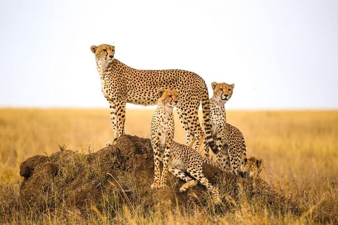 5-Days Private Safari in Tanzania with Pick Up - Your Money, In Plain Terms: What Makes This Safari Good Value
