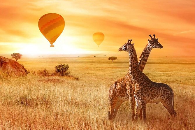 5 Days Private Safari- Tarangire, Serengeti, Ngorongoro & Manyara - Tarangire National Park: baobabs, the river, and serious elephant time