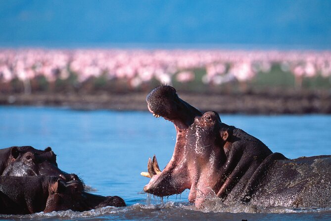 5-Days Private Safari Tour in Trangire, Serengeti, and Ngorongoro Crater - Day 2 Serengeti National Park: first contact with the endless plains feeling