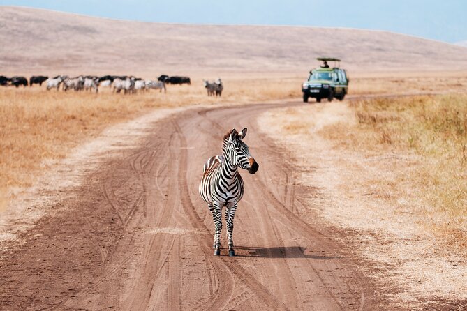 5 Days Private Safari Tour & Maasai village Visit Tanzania - Day 5 Ngorongoro Crater: early sunrise odds and black rhino country
