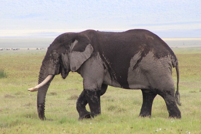 5-Days Private Tanzania Safari Tour - Key highlights you’ll care about