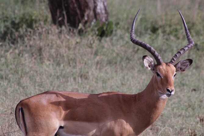 5-Days Private Tanzania Safari Tour - Day 1 in Tarangire: elephants, baobabs, and an early wildlife win