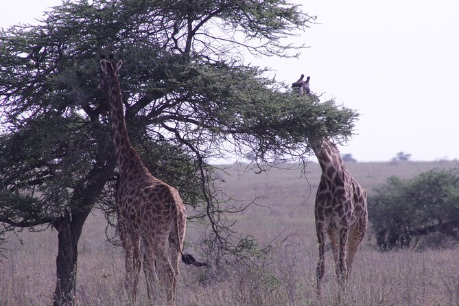 5-Days Private Tanzania Safari Tour - Day 4 in Ngorongoro Crater: black rhino odds and the Karatu reset