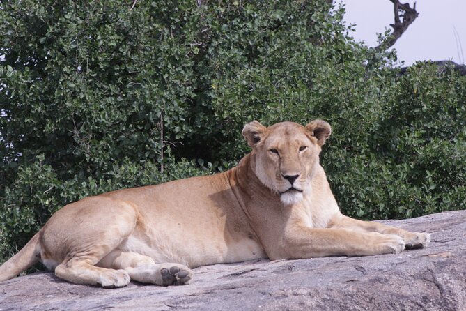 5-Days Private Tanzania Safari Tour - Who this Tanzania safari suits best (and who should think twice)